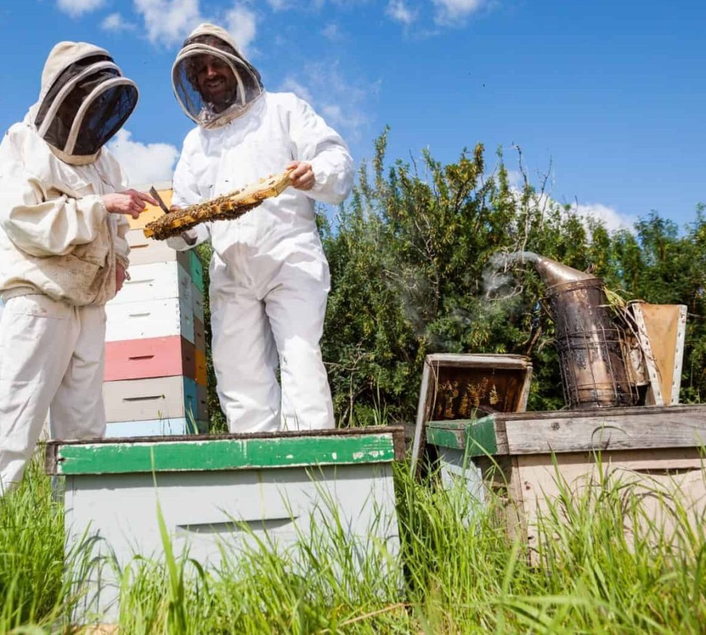 beekeepers working together tools